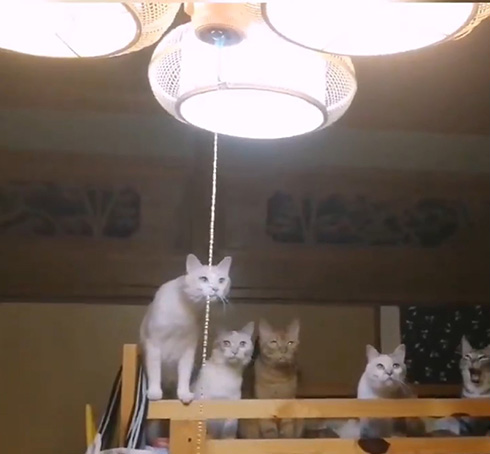 花＠惑星いちじくさん