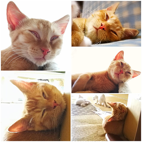 花＠惑星いちじくさん