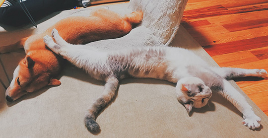 花＠惑星いちじくさん