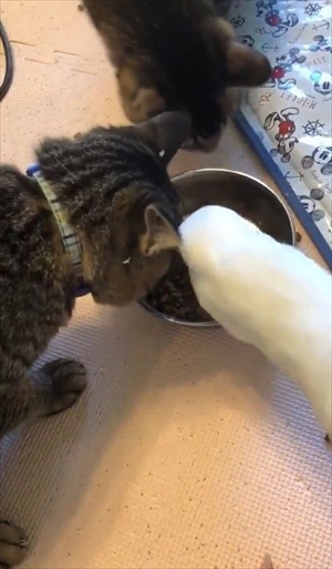 早食いのアヒルさん