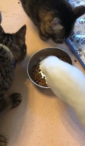 早食いのアヒルさん