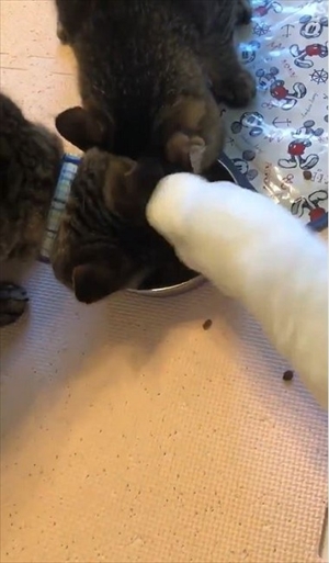 早食いのアヒルさん