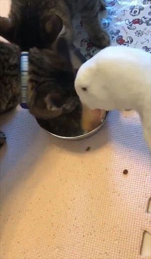 早食いのアヒルさん