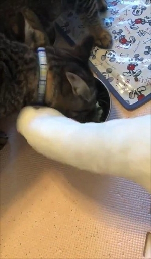 早食いのアヒルさん