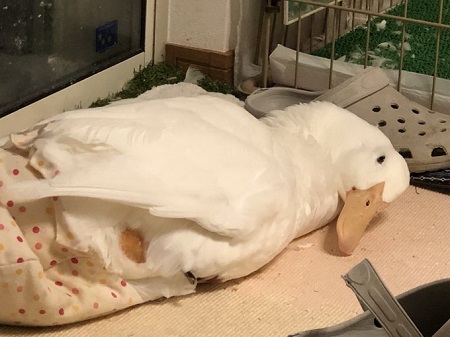 早食いのアヒルさん
