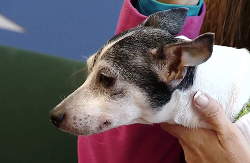 「いま起きていることが信じられない」　迷子だった愛犬と12年を経て再会