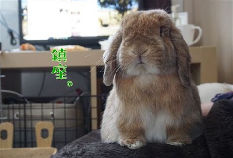 ウサギ