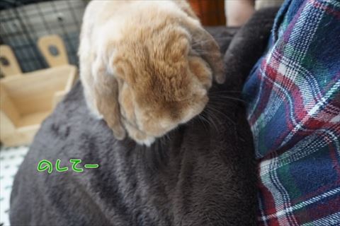 ウサギ