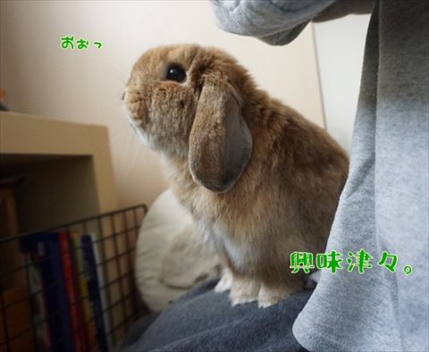 ウサギ