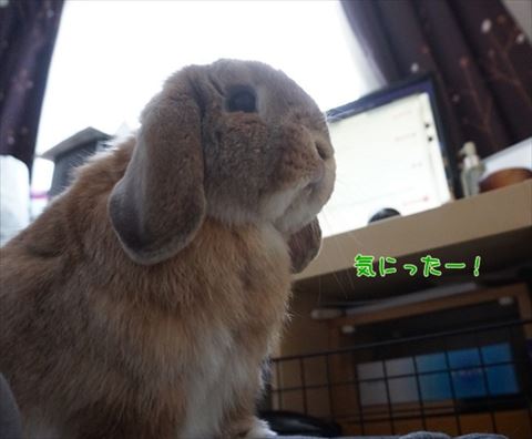 ウサギ