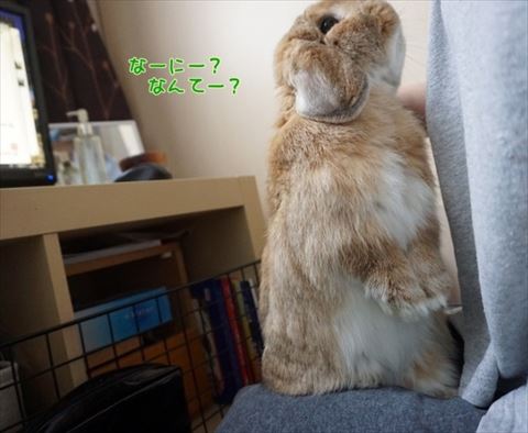 ウサギ