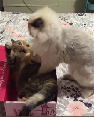 猫