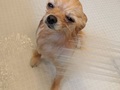 ふわっふわ→ペッチャンコ　ポメラニアンの「お風呂ビフォーアフター」が笑っちゃうかわいさ