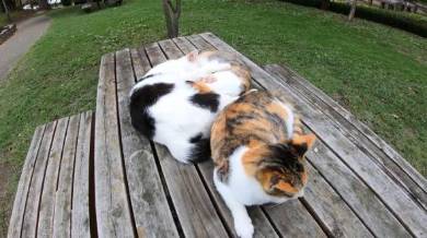 野郎が撮った猫動画さん 猫カフェベンチ