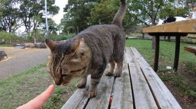 野郎が撮った猫動画さん 猫カフェベンチ