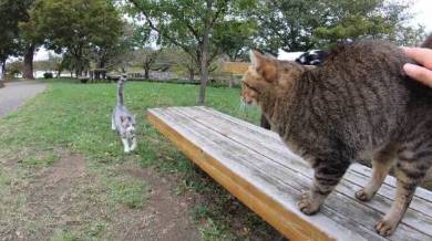 野郎が撮った猫動画さん 猫カフェベンチ
