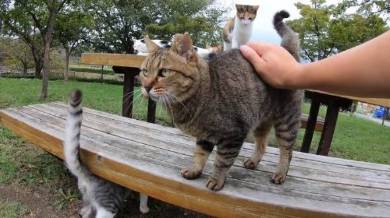 野郎が撮った猫動画さん 猫カフェベンチ