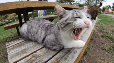野郎が撮った猫動画さん 猫カフェベンチ