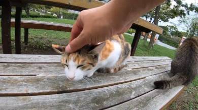 野郎が撮った猫動画さん 猫カフェベンチ