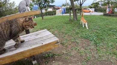 野郎が撮った猫動画さん 猫カフェベンチ