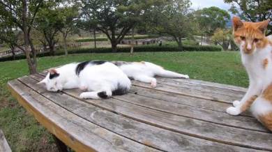 野郎が撮った猫動画さん 猫カフェベンチ