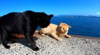 野郎が撮った猫動画さん 猫のケンカ