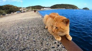 野郎が撮った猫動画さん 猫のケンカ