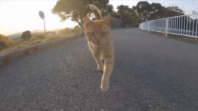 野郎が撮った猫動画さん 茶トラ