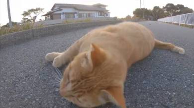 野郎が撮った猫動画さん 茶トラ
