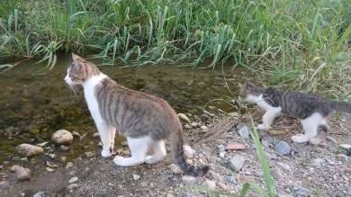 野郎が撮った猫動画さん 子ネコ 川を渡る