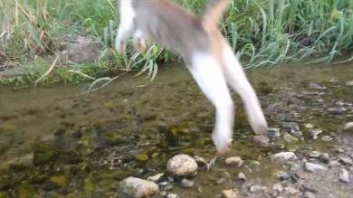 野郎が撮った猫動画さん 子ネコ 川を渡る