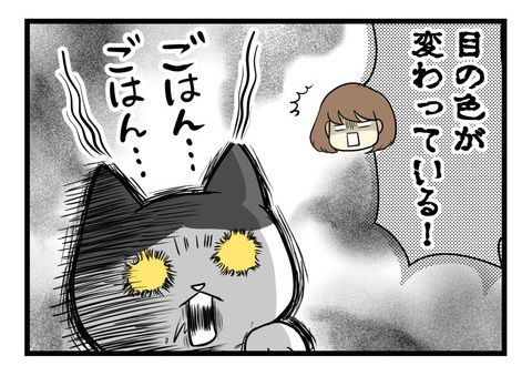 ねこ謎行動