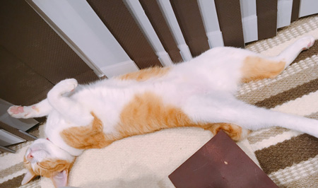 へそ天ナギさん