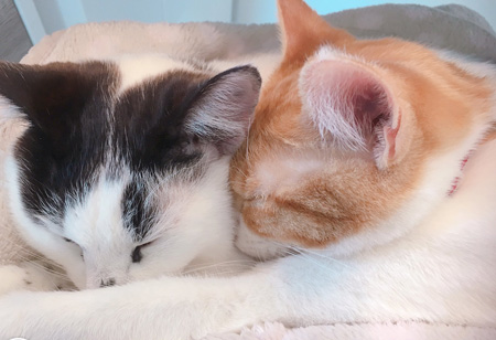 眠るヤタさんナギさん