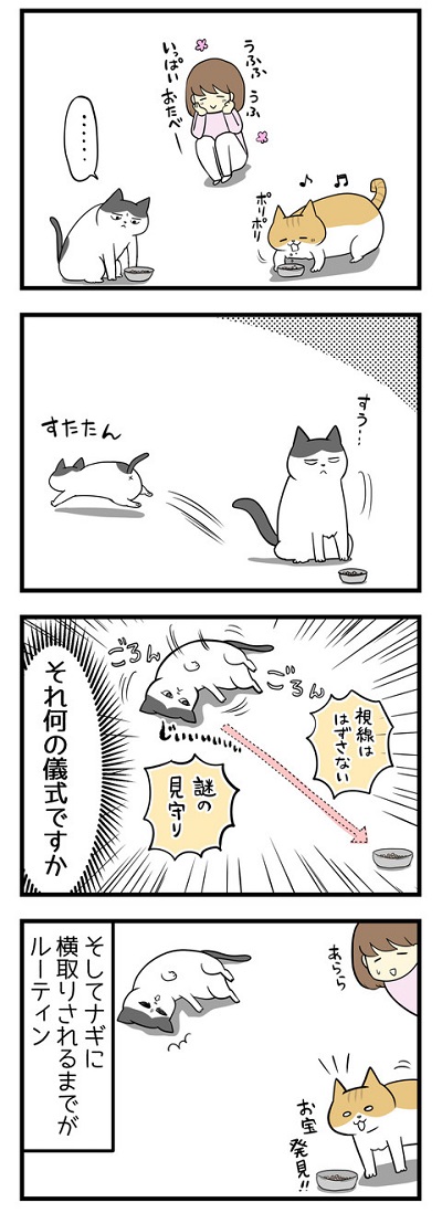 最近のよくわからない猫の儀式2