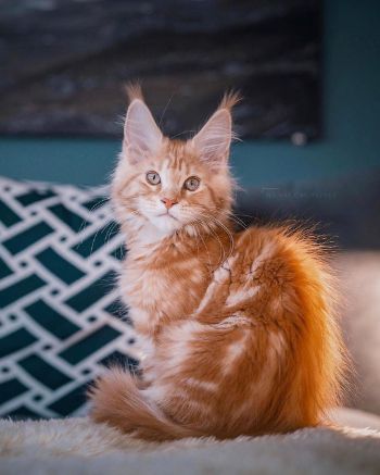 ふさふさにゃんこ