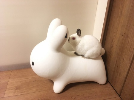 ウサギ