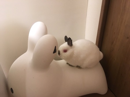 ウサギ