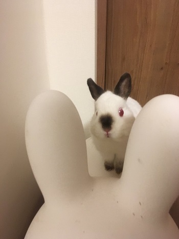 ウサギ