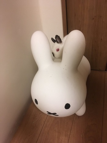 ウサギ