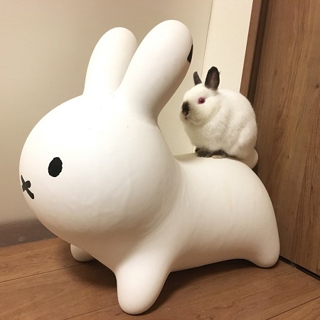 ウサギ