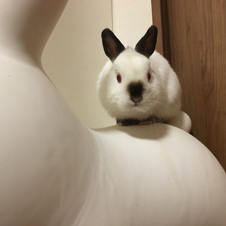 ウサギ