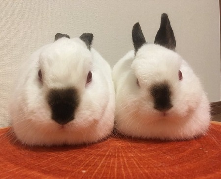 ウサギ