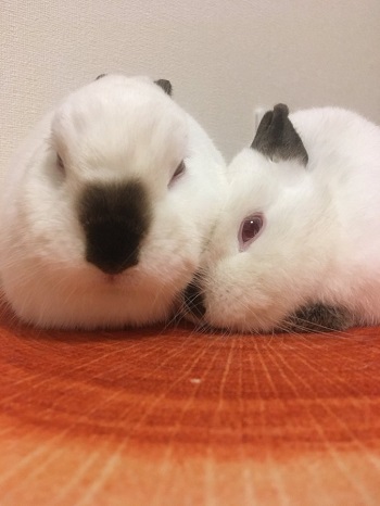 ウサギ