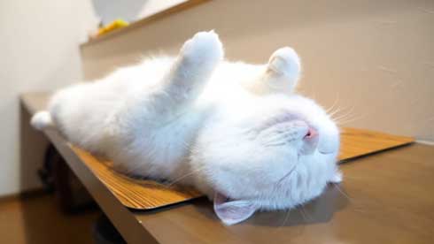 ねこ