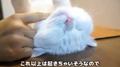 至高 猫まくら 洗いたて ふわっふわ ポムさん しまちゃん YouTube 寝顔 カリン様