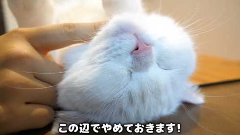 至高 猫まくら 洗いたて ふわっふわ ポムさん しまちゃん YouTube 寝顔 カリン様