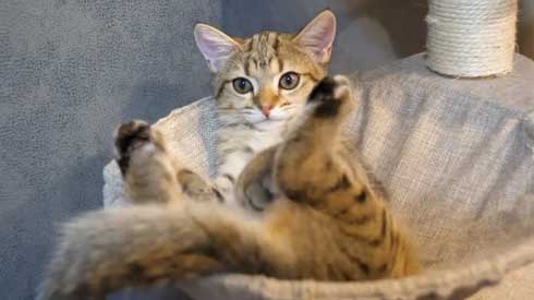 至高 猫まくら 洗いたて ふわっふわ ポムさん しまちゃん YouTube 寝顔 カリン様