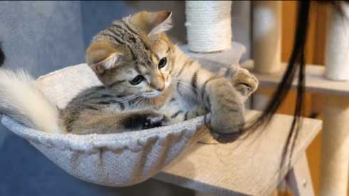 至高 猫まくら 洗いたて ふわっふわ ポムさん しまちゃん YouTube 寝顔 カリン様