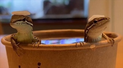 お風呂に入るカナヘビさん